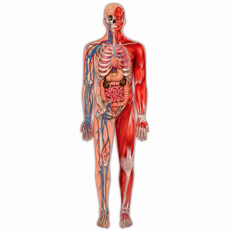 03636_Quebra-Cabeca_Puzzle_Play_Gigante_Corpo_Humano_100_Pecas_Grow_3