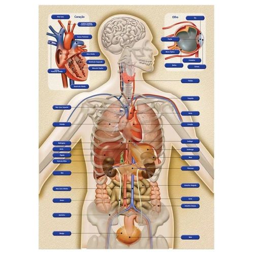 Jogo Anatomia - Grow